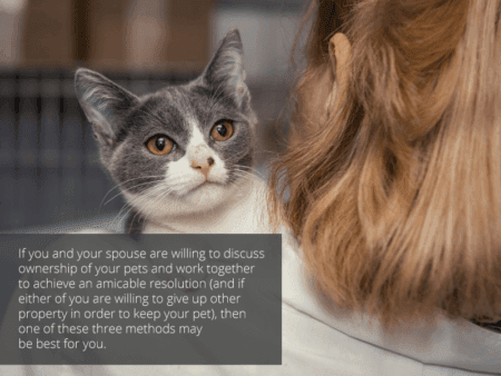 division of pets