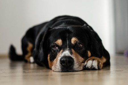 Who gets to keep dog in an Ohio Divorce?
